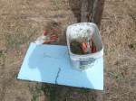 The weed digger and disposal kit.